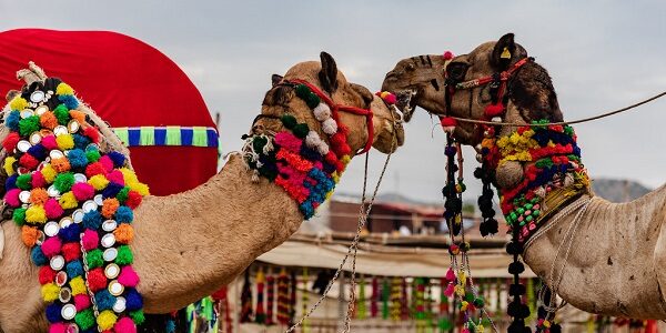 Pushkar-Camel-Fair-jaipur-to-pushkar-taxi-service-rathore-tour-and-travels